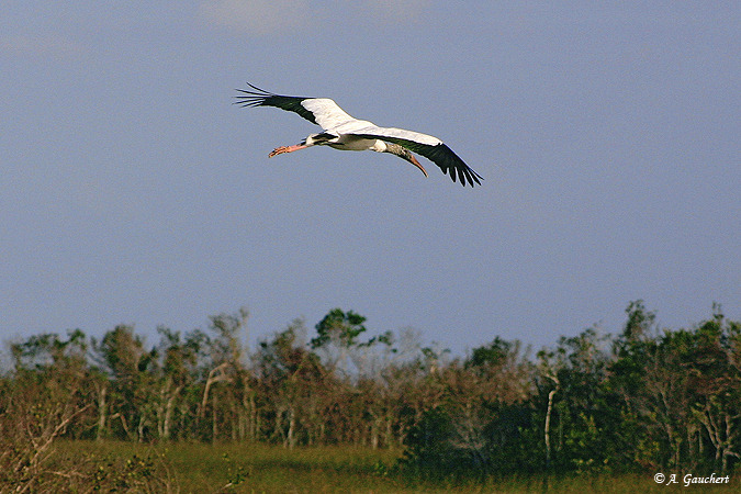 White Ibis